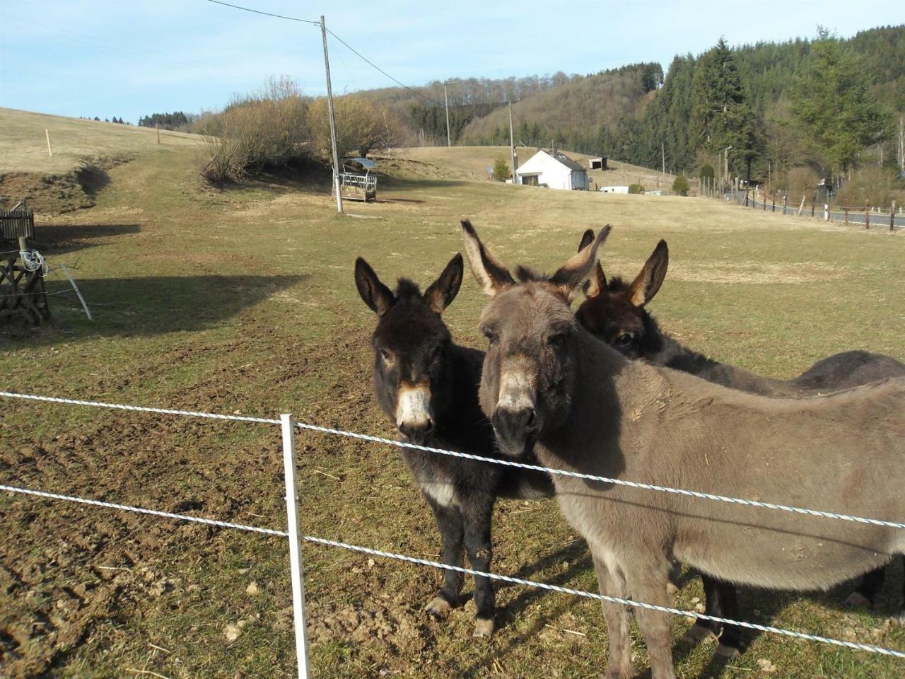 Nettes Landhaus Winterspelt Esterno foto